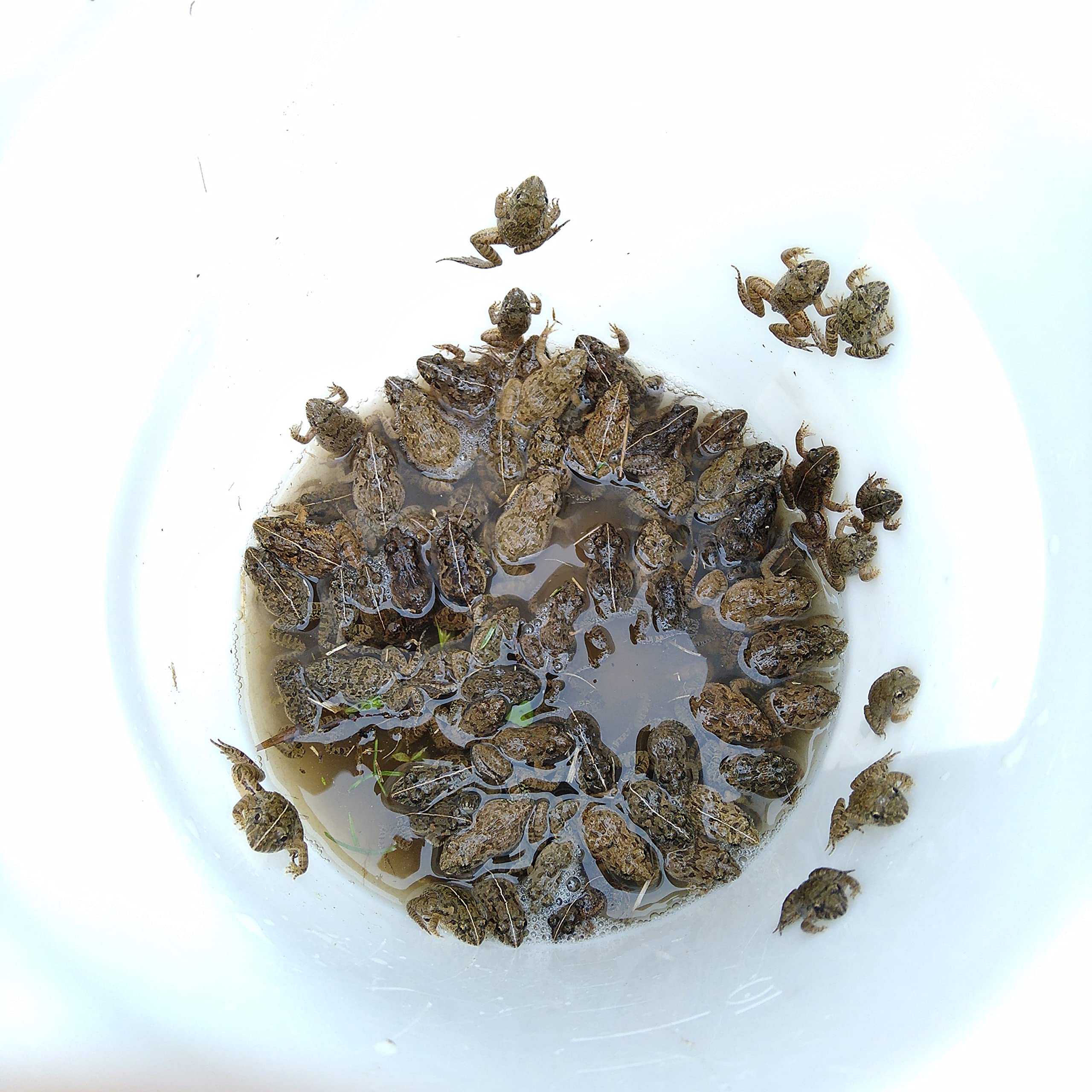 5百匹【冷凍】S 餌用カエル ヌマガエル エサ用 爬虫類 蛇の餌 ヘビ トカゲ 五百匹【冷凍】SS 餌用カエル ヌマガエル エサ用 爬虫類 蛇の餌